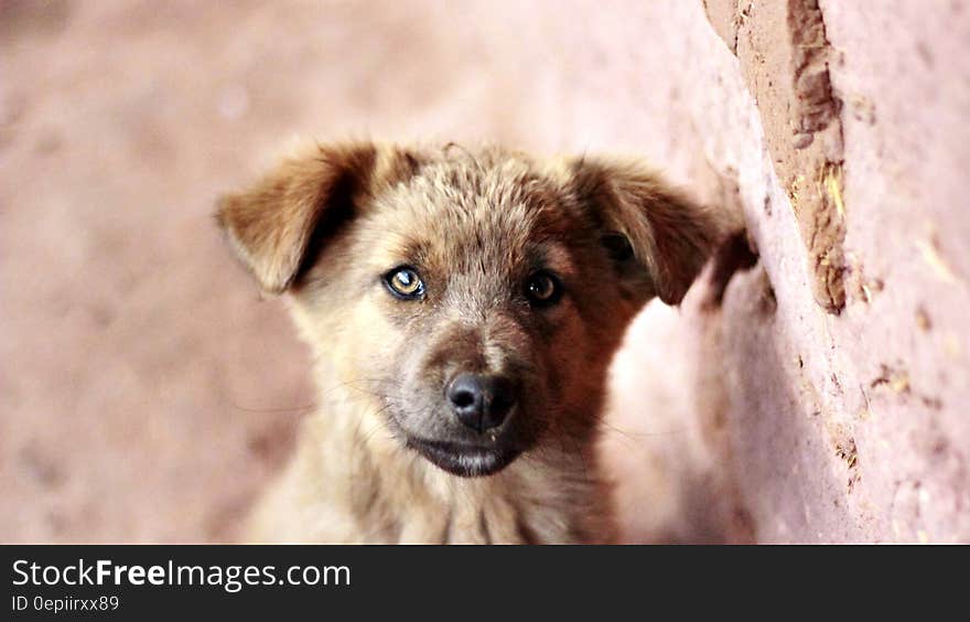 Close up portrait of dog standing outdoors next to red brick wall on sunny day. Close up portrait of dog standing outdoors next to red brick wall on sunny day.