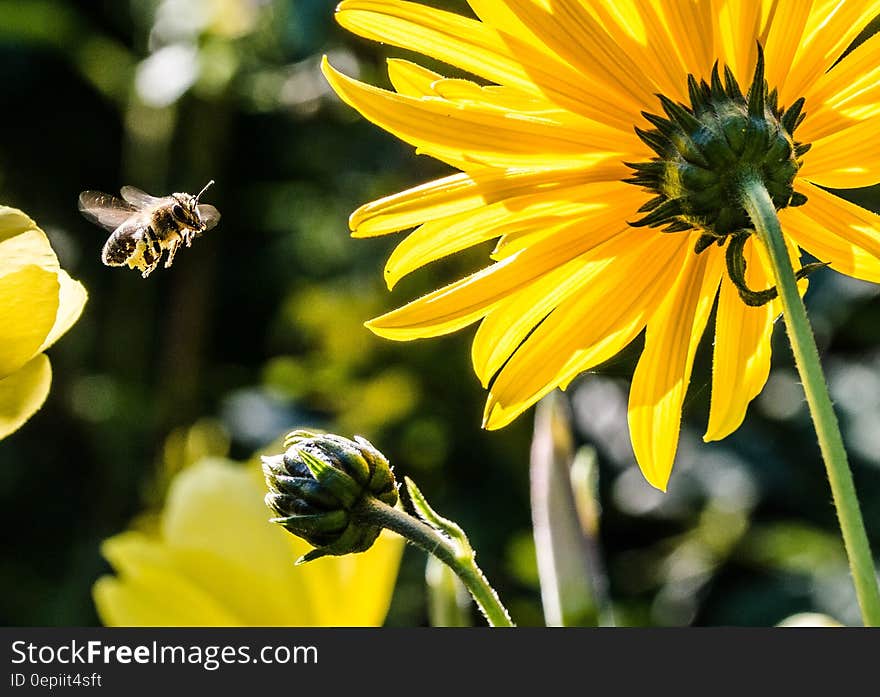 Yellow Petaled Flower With Black Yellow Bee during Daytime Focus Photography