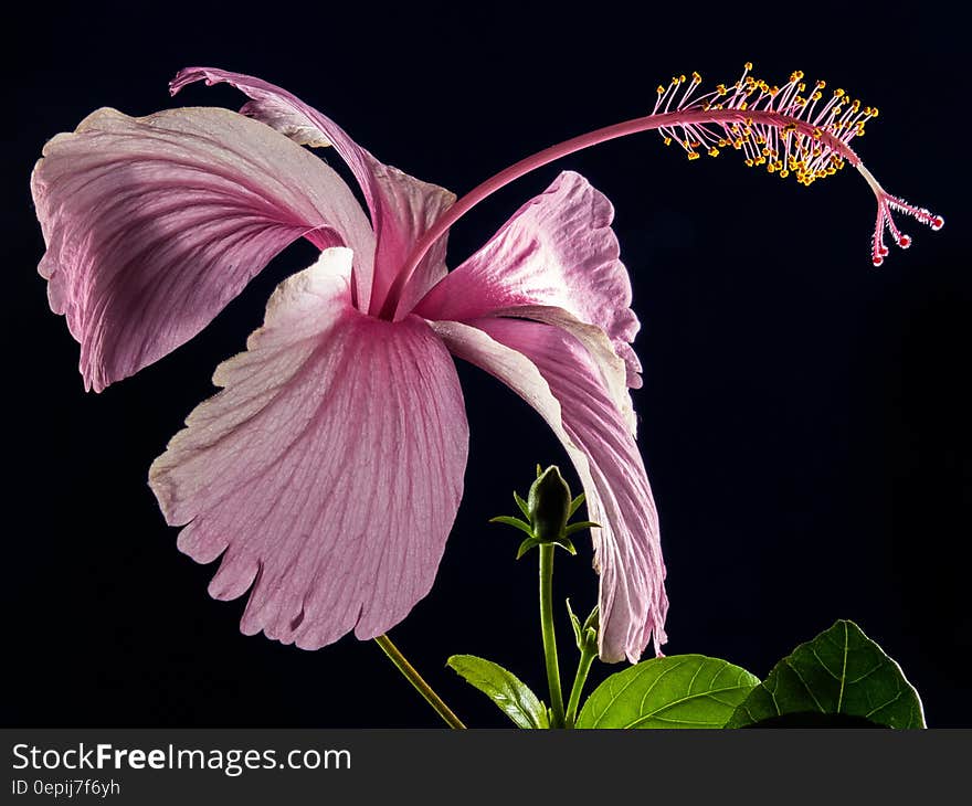 Pink Hibiscus Flower