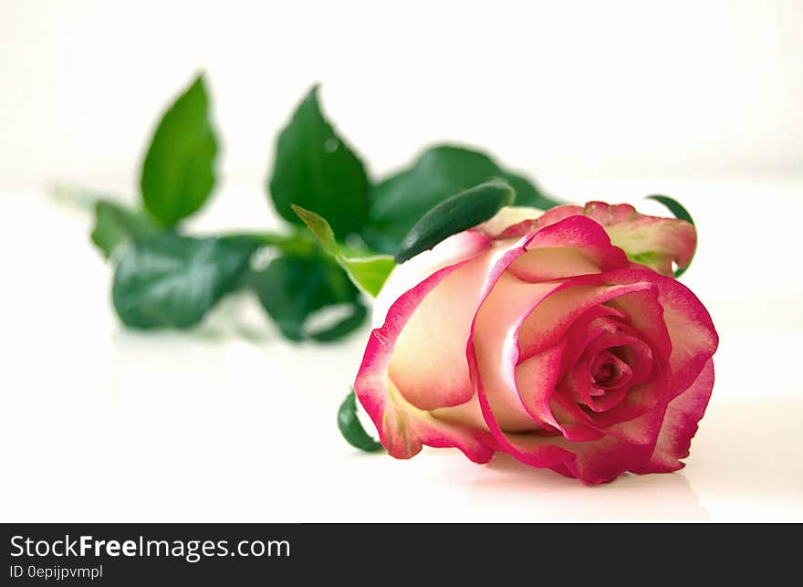 Pink and White Rose Flower