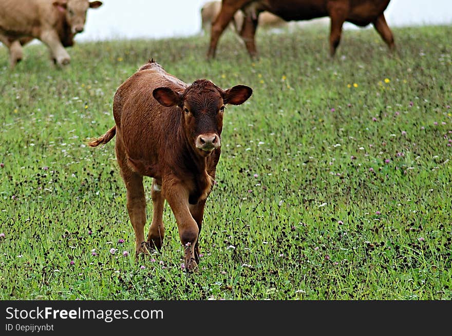 Brown Cow in Green Leaf Grass during Daytime