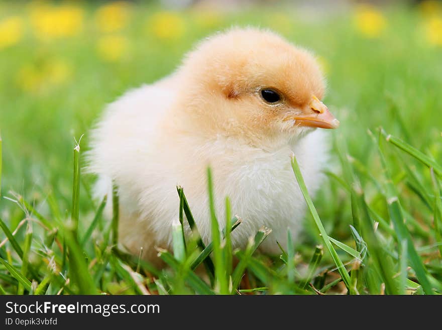 White Duckling on Grass