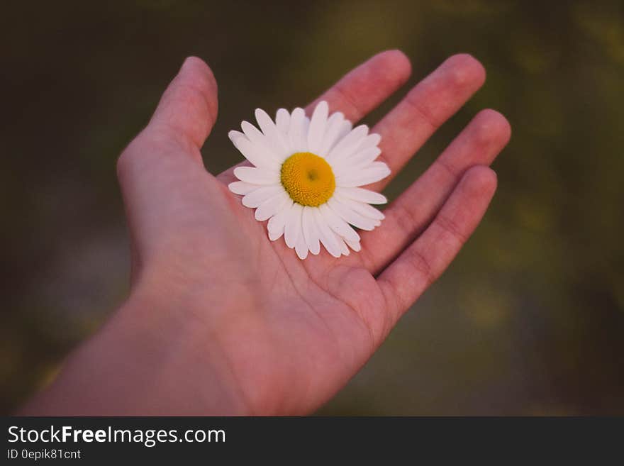 White and Yellow Petaled Flower on Human Palm