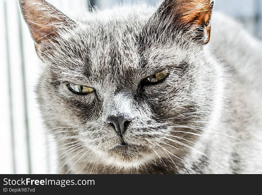 Gray Fur Coated Cat