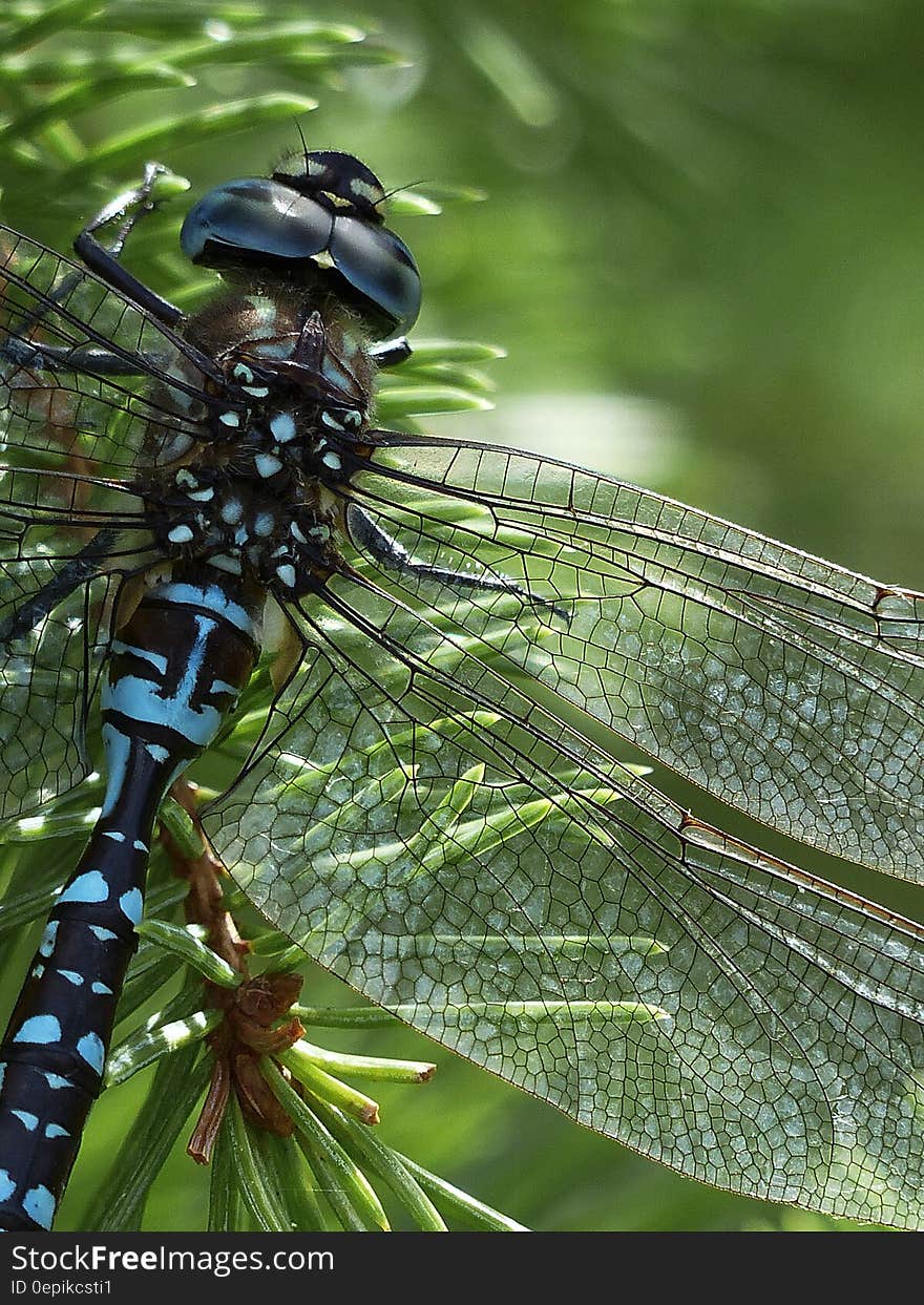 Blue Black Dragonfly