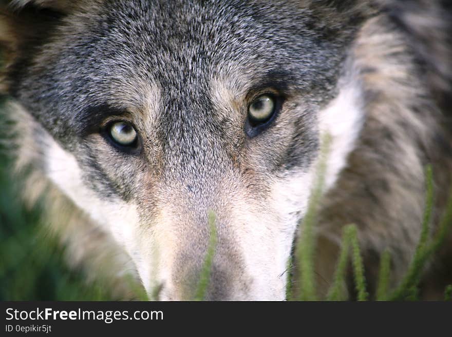 Outdoor portrait of face of grey wolf on sunny day. Outdoor portrait of face of grey wolf on sunny day.