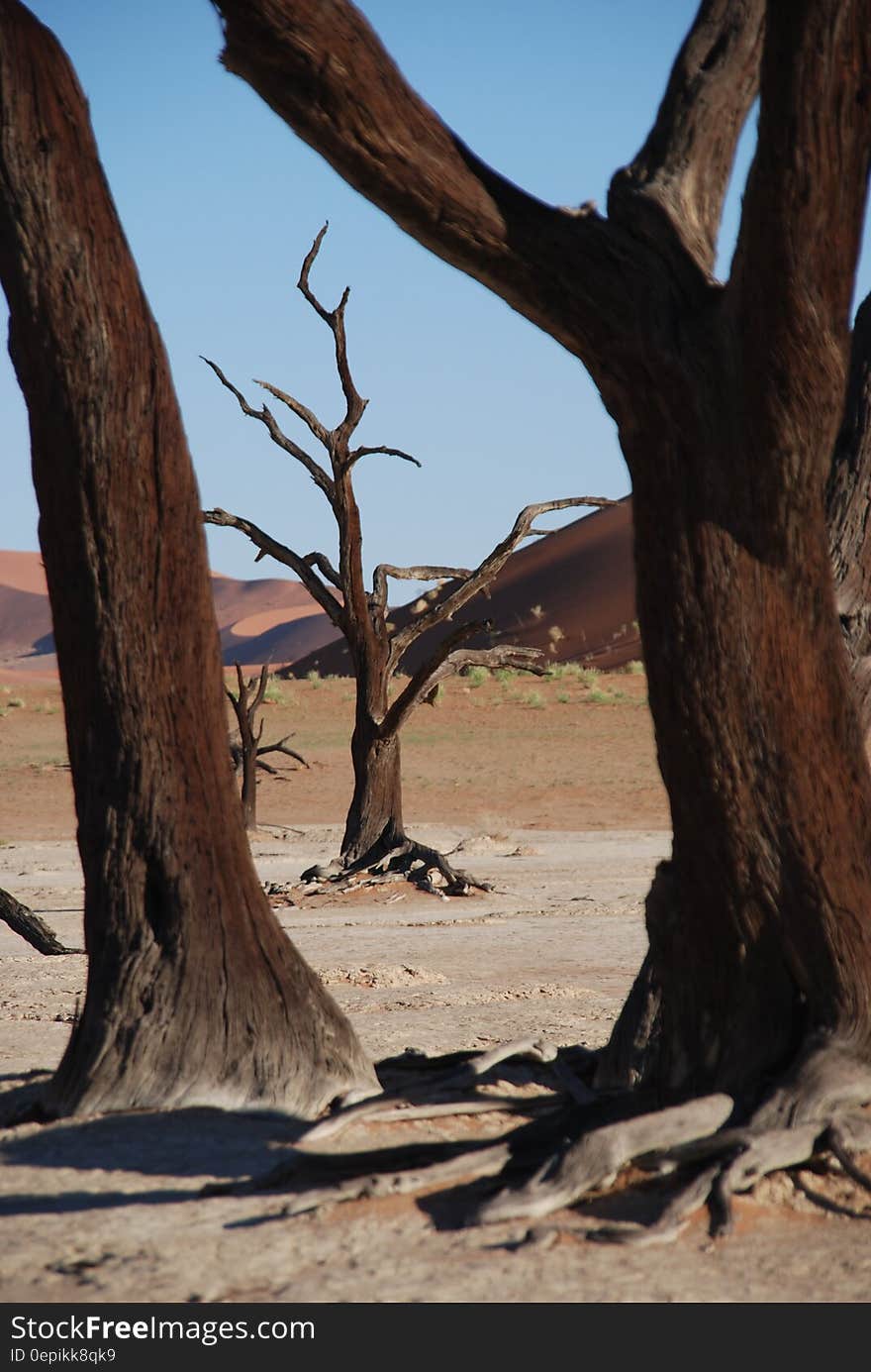 Brown Tree Near Desert during Daytime