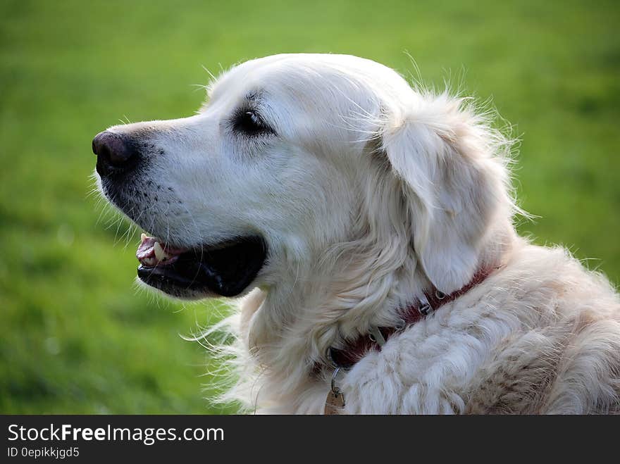 Golden Retriever Dog Wearing Red Collar