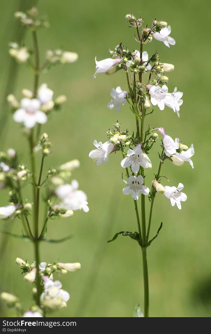 Close up of white wildflowers blooming in green field on sunny day.