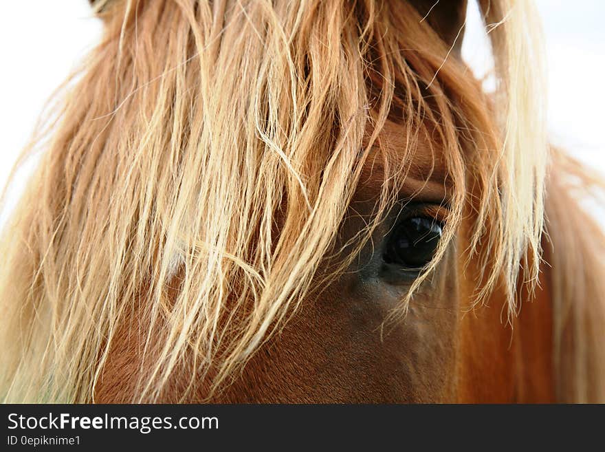 Close up of horse head through mane. Close up of horse head through mane.