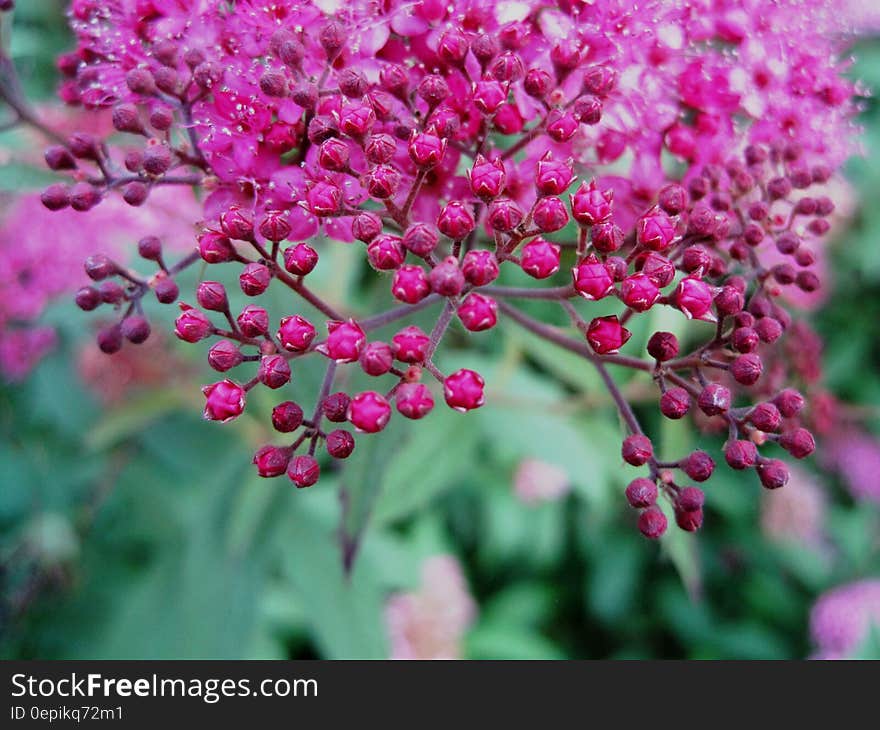 Pink Flowers