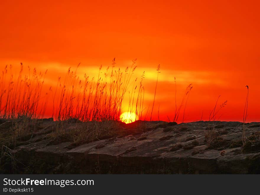 Wheat during Sunset