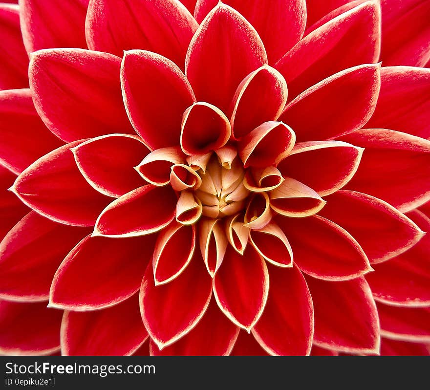 Close Up Photography of Red Petaled Flower