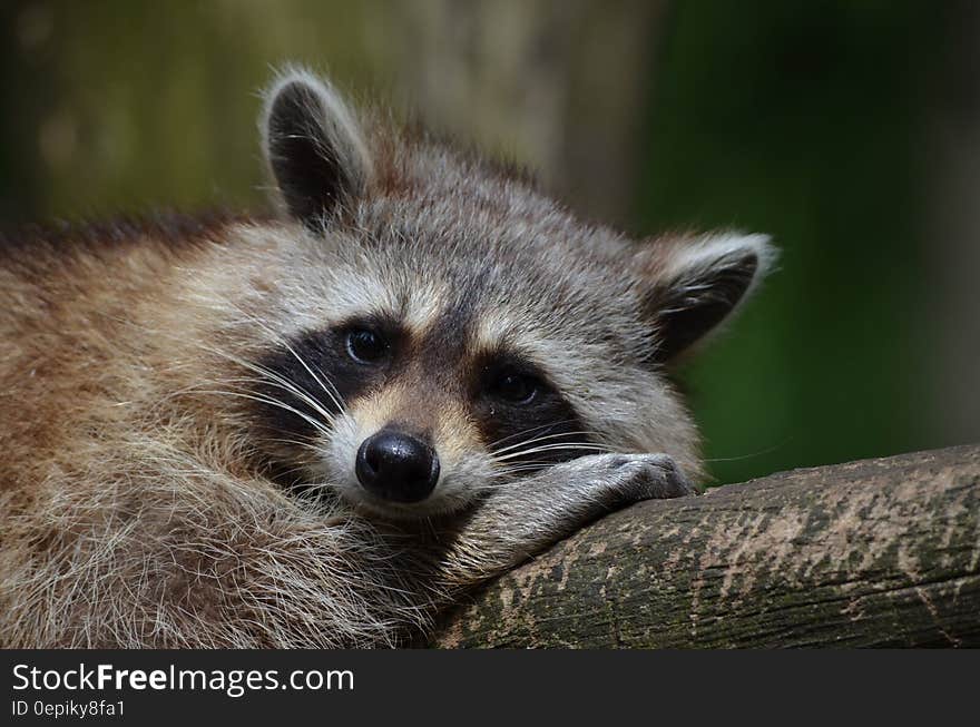 Grey Short Coat Animal Laying on Grey Wooden Panel