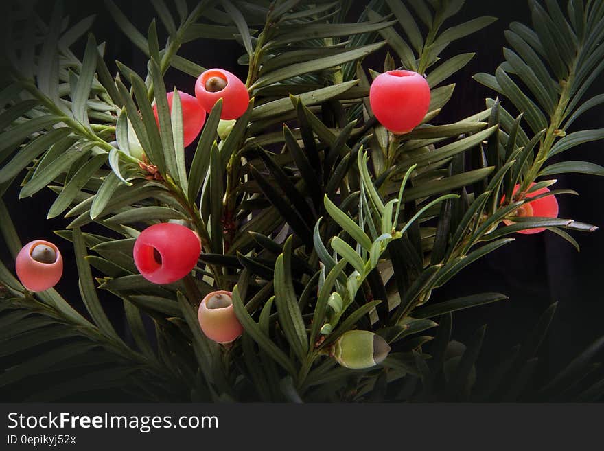 Red Fruit on Green Plants