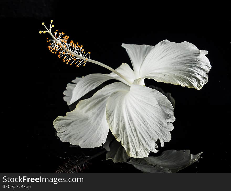 Macro Photography of White Flower