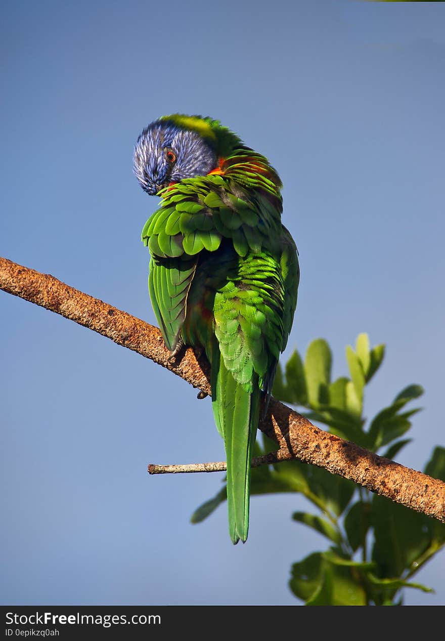 Lorikeet grooming feathers perched on branch against blue skies in Australia. Lorikeet grooming feathers perched on branch against blue skies in Australia.