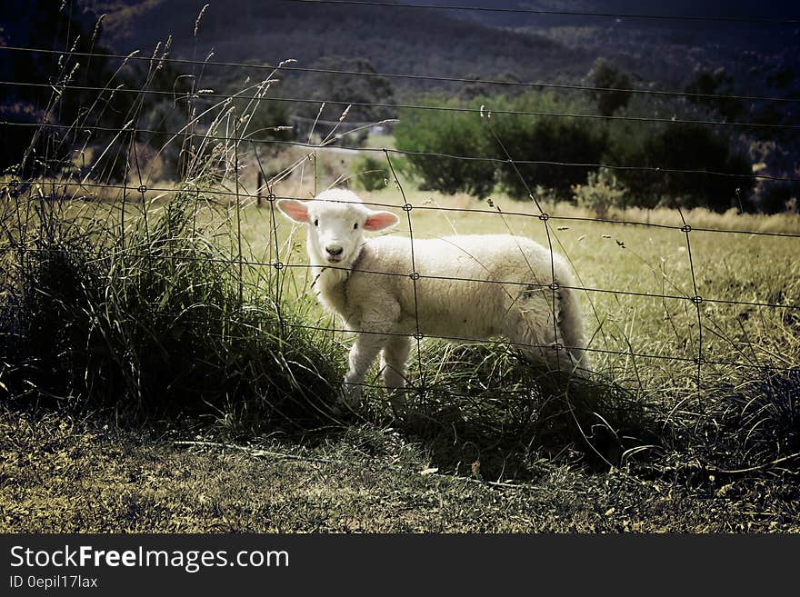 Young white lamb behind fence in sunny green field. Young white lamb behind fence in sunny green field.