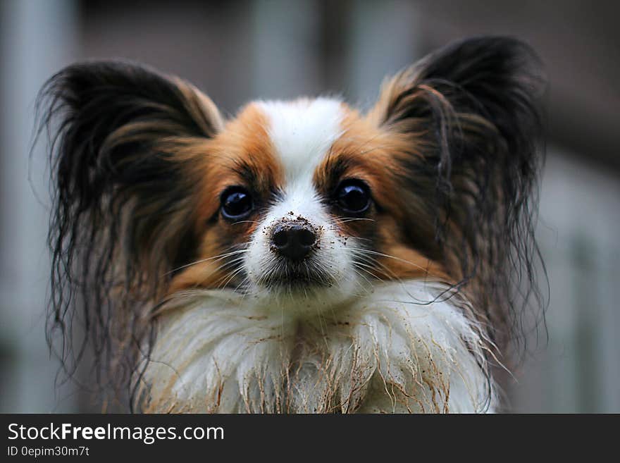 White Brown Long Coat Small Dog