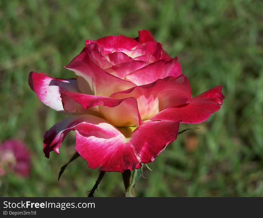 Red and White Rose in Tilt Shift Lens