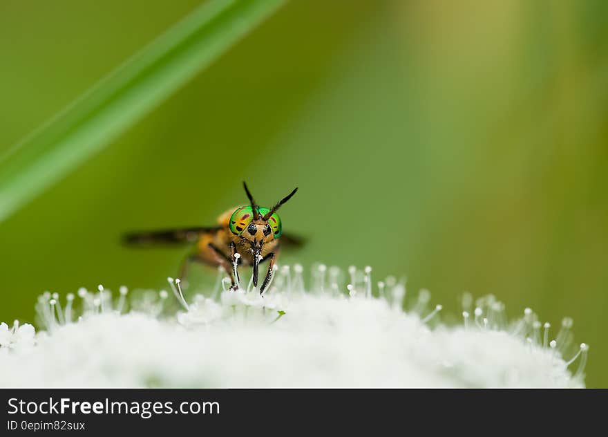 Yellow Green and Black Bee on White Flower during Day Time