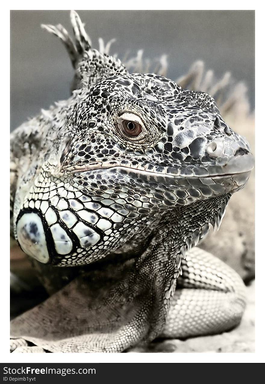 Black and White Reptile in Macro Photgraphy