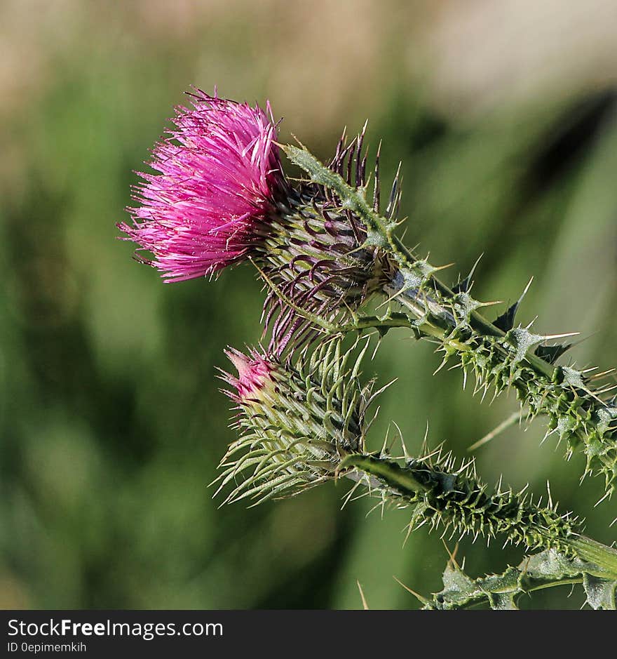 Purple Multi Petaled Flower