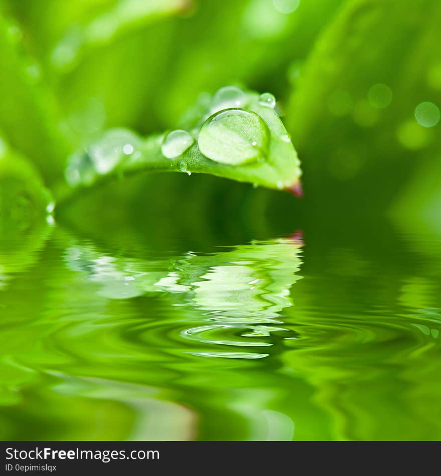 Rain Drops on Green Plant