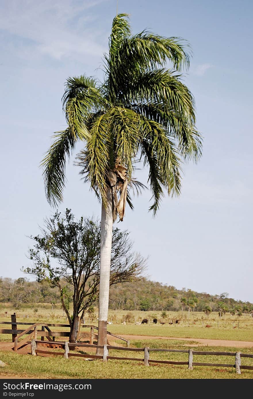 Palm tree next to wooden fence in country field. Palm tree next to wooden fence in country field.