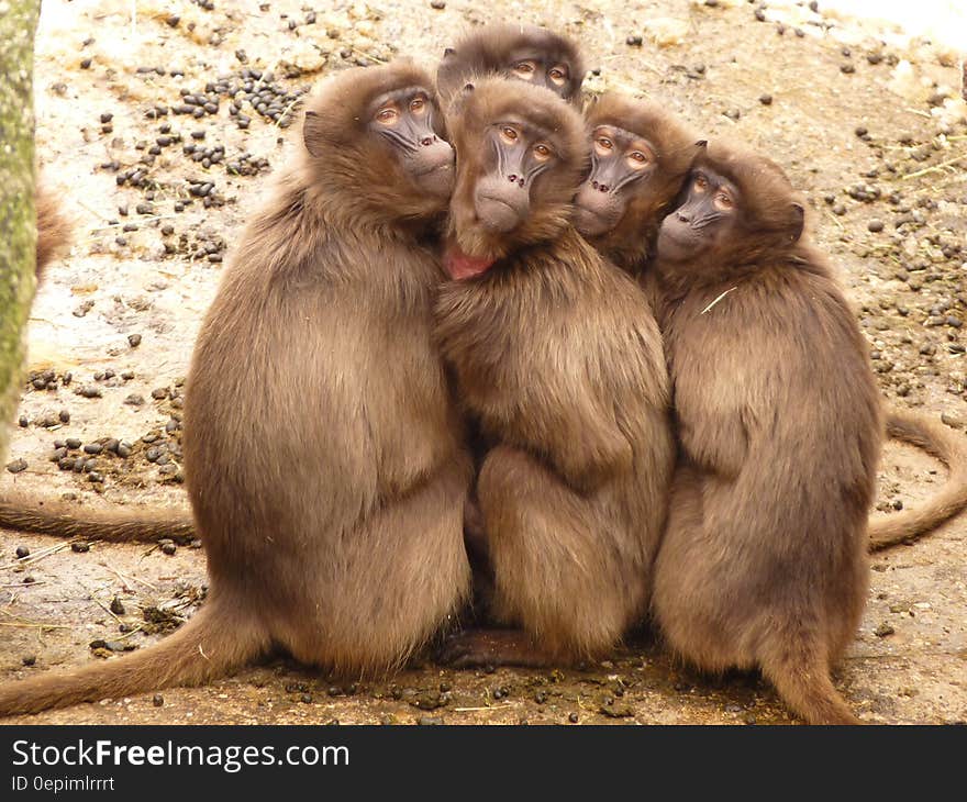 Five Monkey Huddled Together Outdoor during Daytime