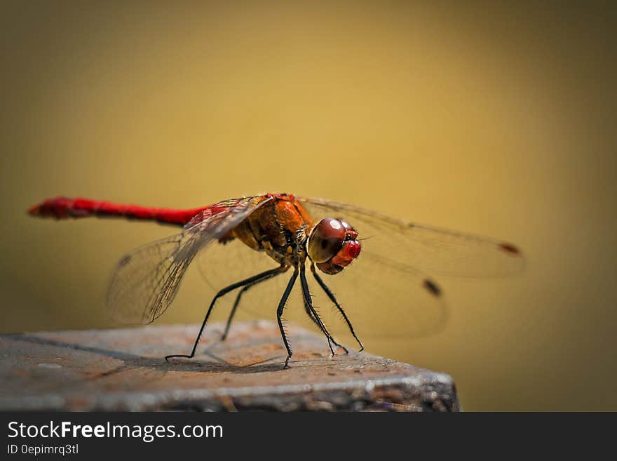 Red and Orange Dragonfly