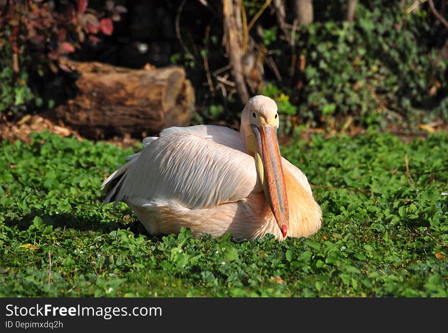 White Pelican Resting on Green Plants