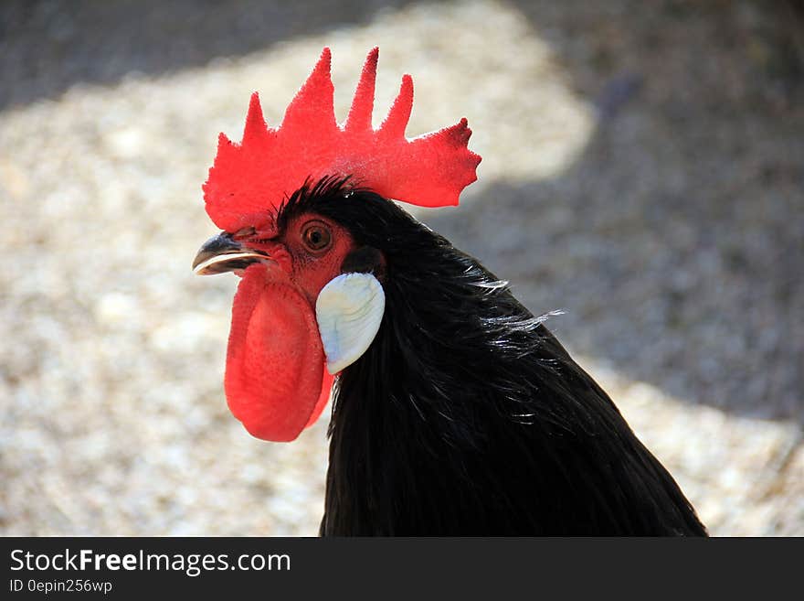 Black Chicken