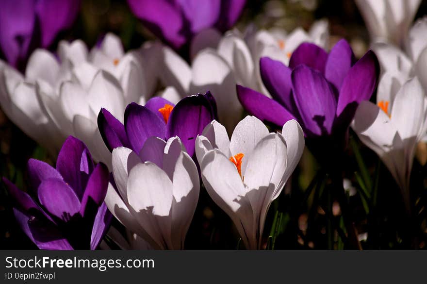 White Purple Crocus Flower during Daytime