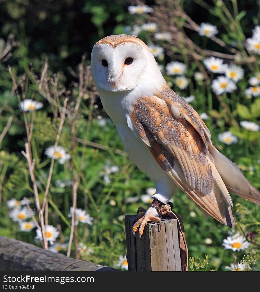 Brown White and Grey Owl Perching on Grey Log