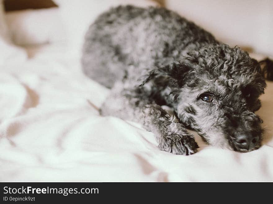 Portrait of black dog lying on bed in indoor portrait. Portrait of black dog lying on bed in indoor portrait.