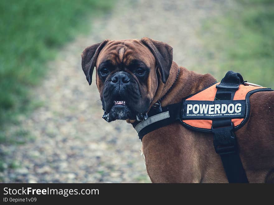 Brown Boxer Dog With Orange Black Powerdog Vest