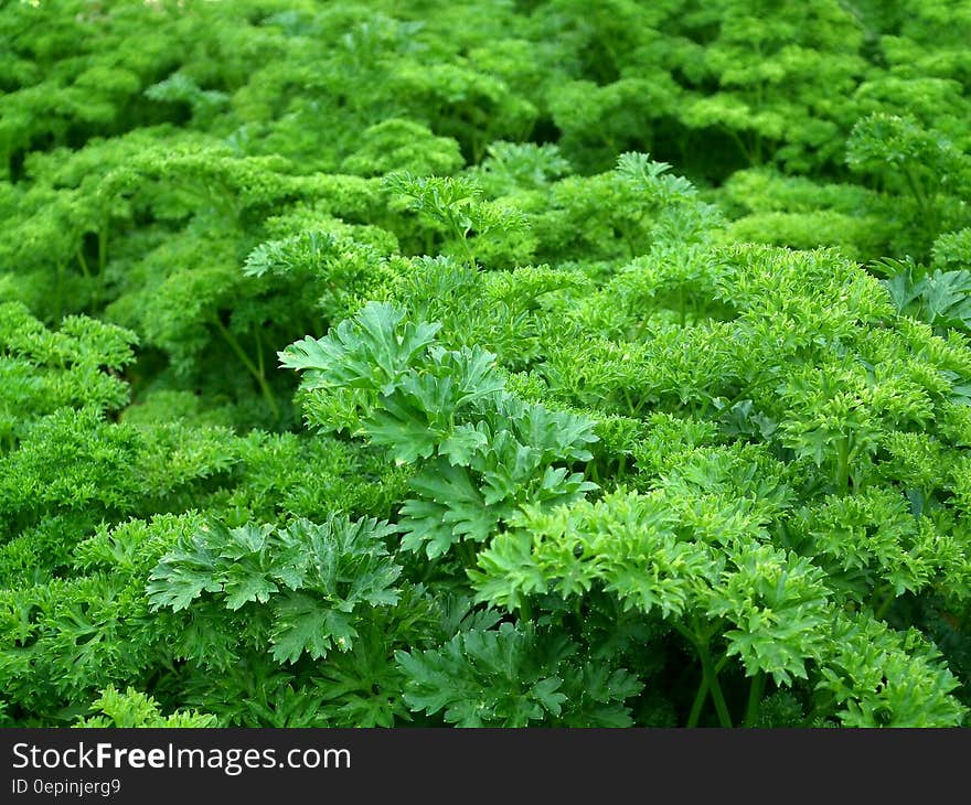 Green Plants during Daytime