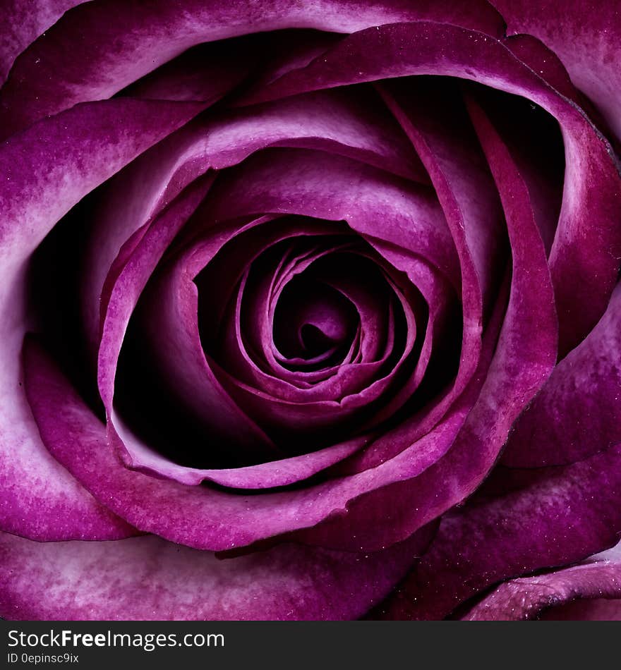 Closeup Photography of Purple Petal Flower