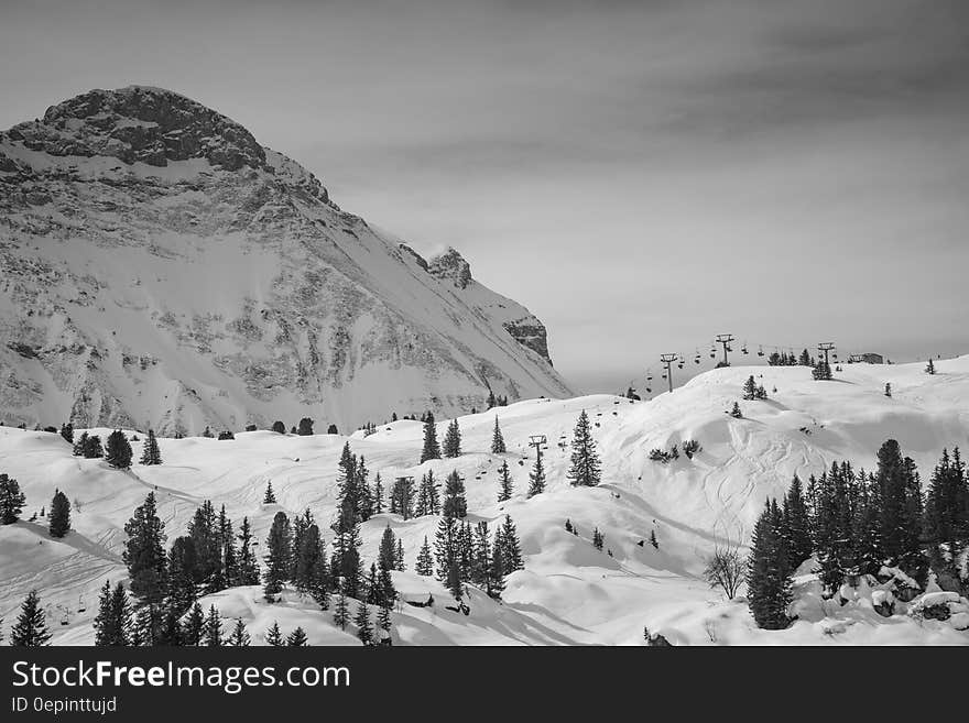 Field Filled With Snow With Pine Tress Near Alp Mountain