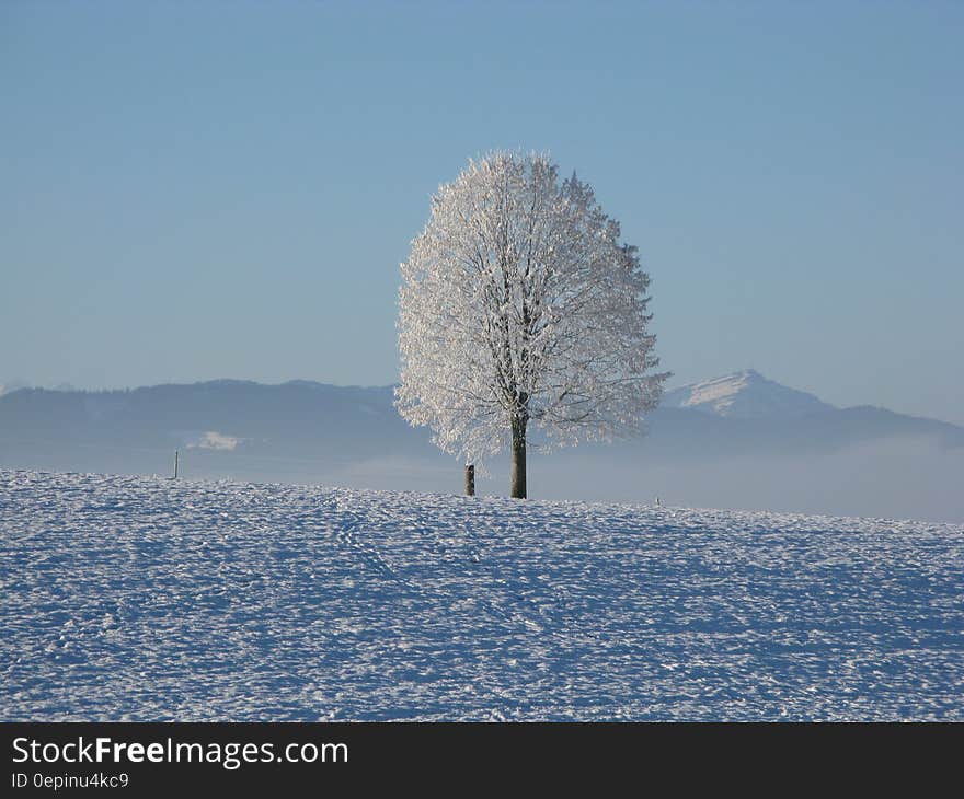 Lone Tree Surrounded by Snowcap Mountain Under Blue Sky