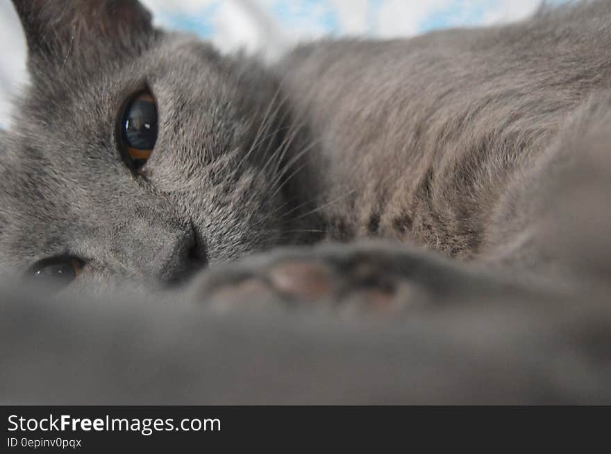 Gray Cat