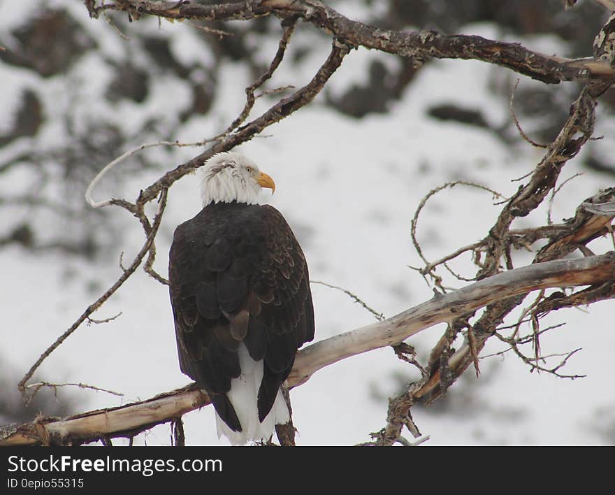 Black and White Bird on Top of Brunch of Tree