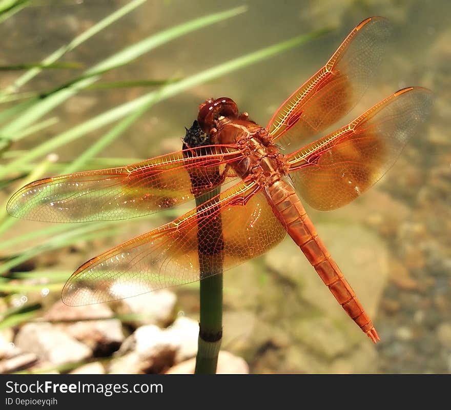 Red Dragonfly on Leaf