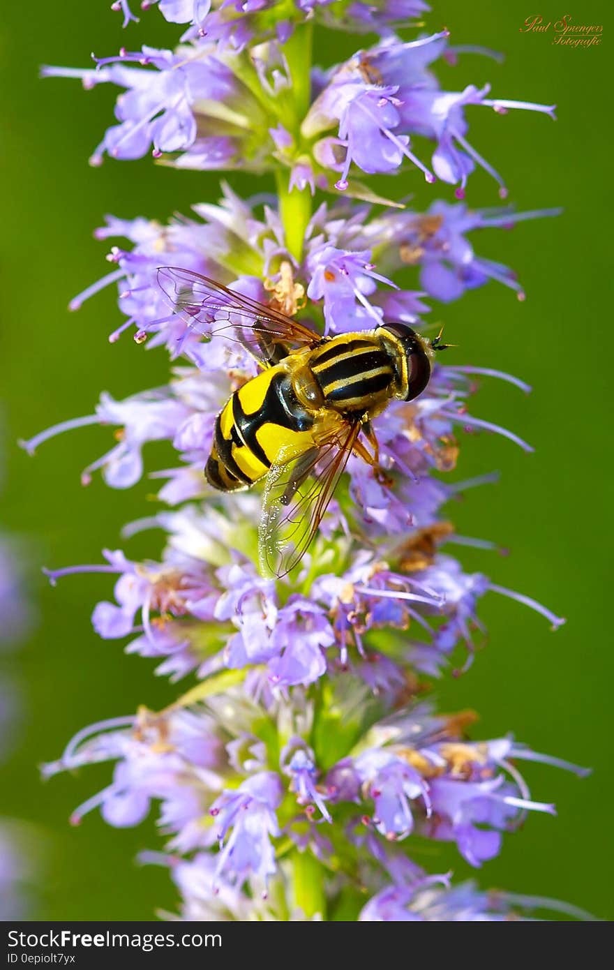 Honey Been on Flowers Close Up Photography