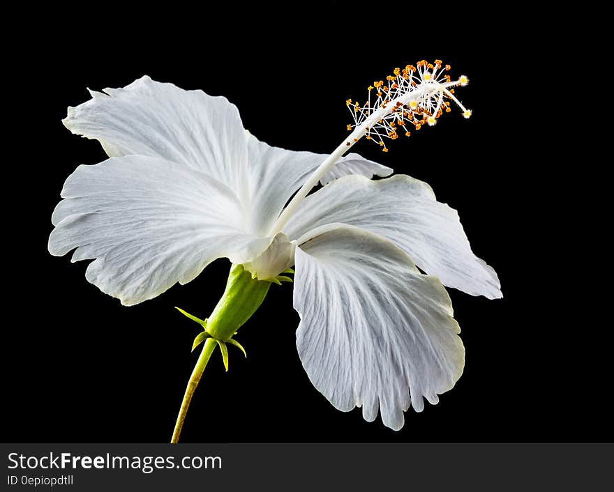 White Hibiscus Flower