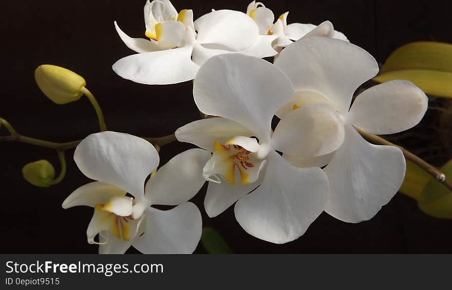 White and Yellow Orchid Flowers