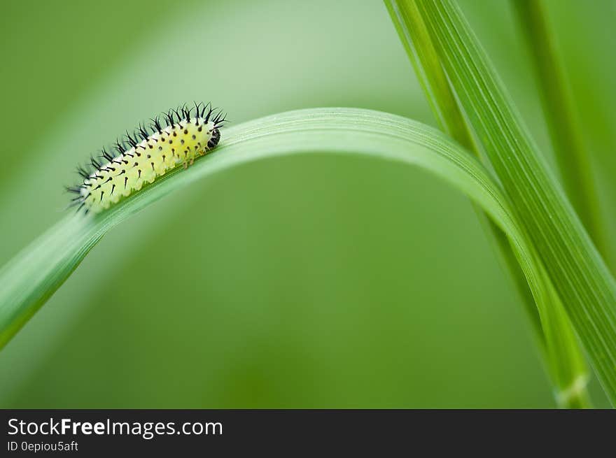 Yellow Black Catterpillar on Grass Leave