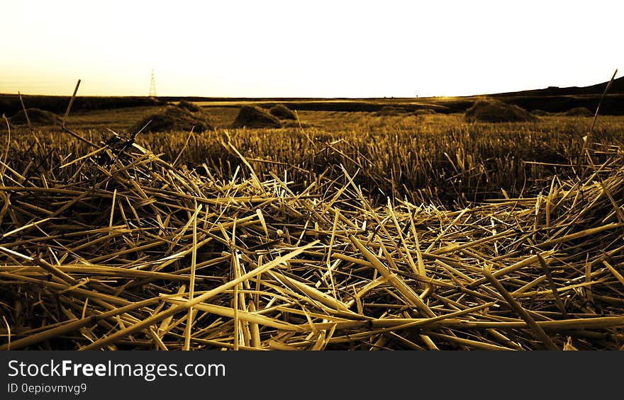 A harvested field at sunset.