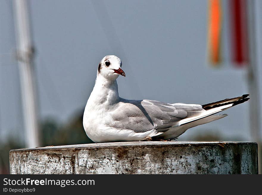 White and Gray Bird on Brown Container